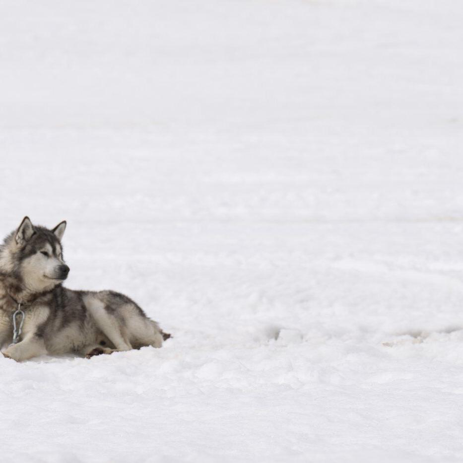 Ottawa delivers apology, $45M in compensation for Nunavik Inuit dog slaughter